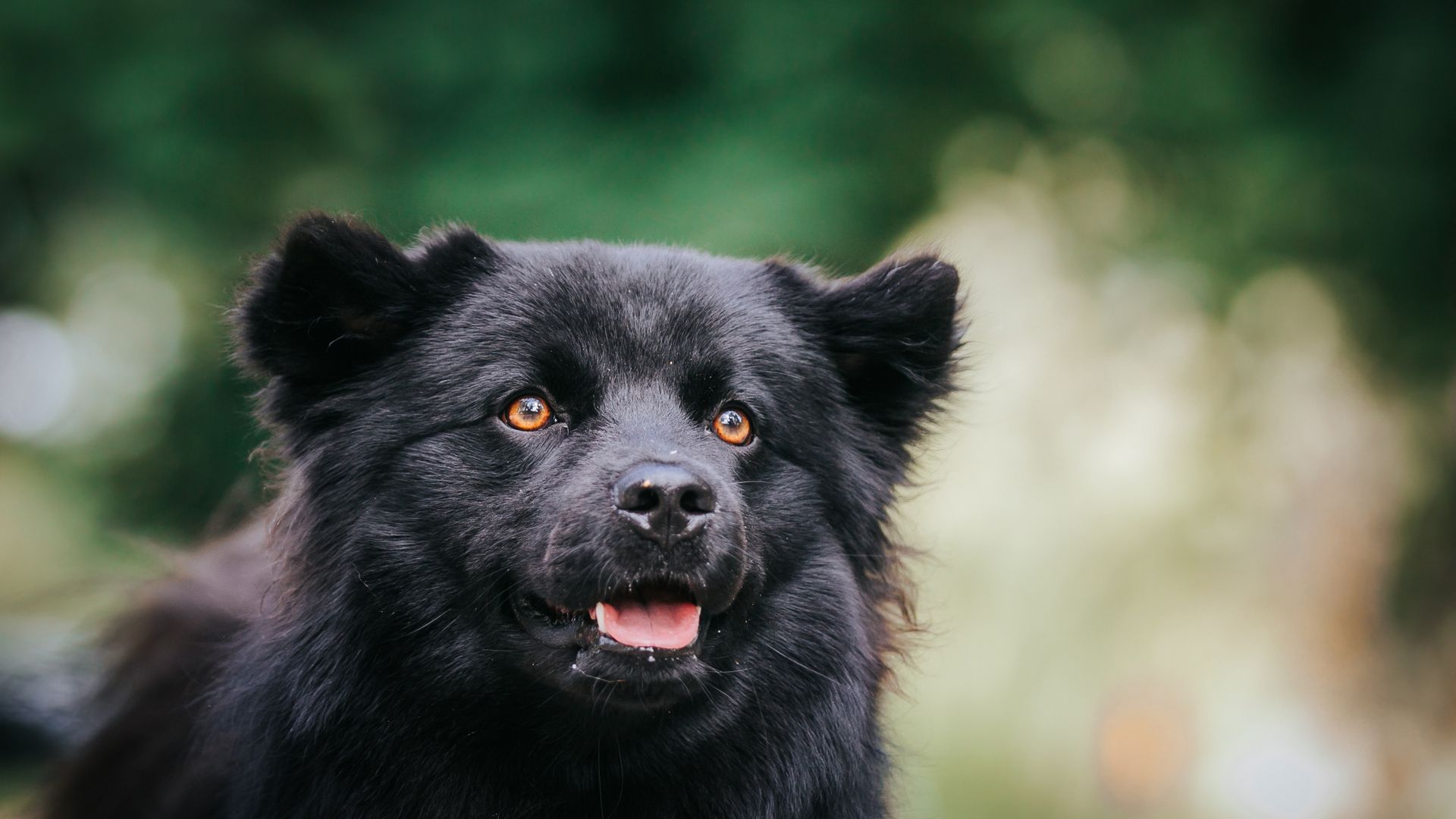Swedish Lapphund